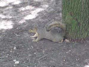 img_0712 scratching his butt against a tree....