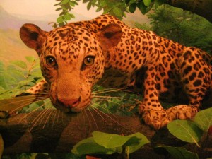 Animal Pic 1