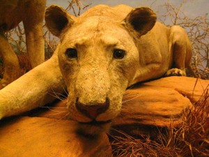Animal Pic 2