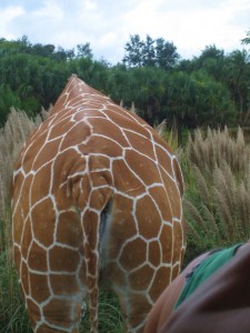 giraffe ass