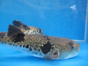Fugu - japanese poisonous fish wich has to be prepared with great care